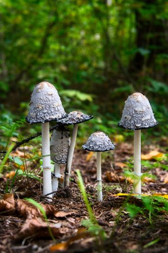 A vertical shot of wild textured fungus growing on a forest floor