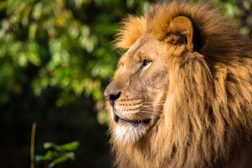 A closeup of the side profile of a lion in Pittsburgh surrounded by greenery with a blurry background