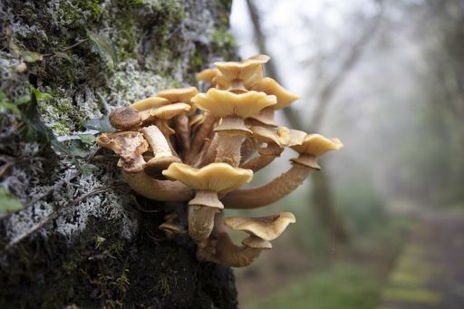 A selective focus shot of armillaria mellea mushrooms