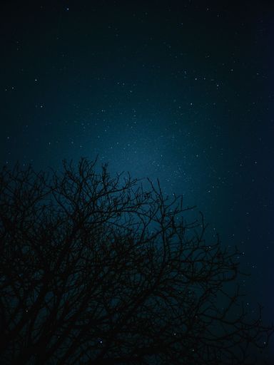 A vertical shot of branches of a leafless tree against dark starry sky at night