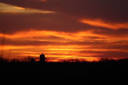 A silhouette of trees during sunset