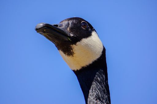 A low angle shot of a goose under a blue clear sky