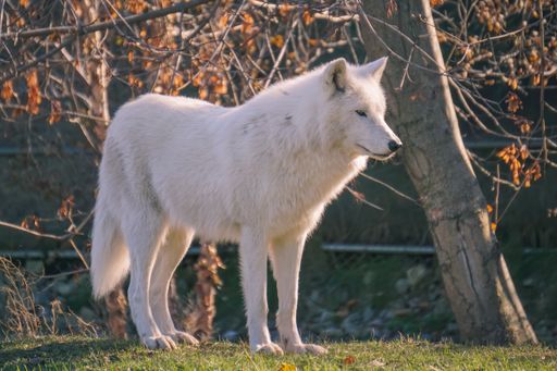 A closeup shot of a wolf standing on the grass in the forest