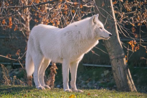 A closeup shot of a wolf standing on the grass in the forest