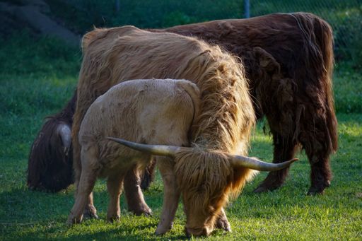 A closeup shot of Highland cattle eating grass in the meadow