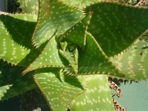 closeushot of an Aloe Vera, a succulent  evergreen perennial thorny plant used in cosmetics for skincare and in medicine as alternate healthcare.