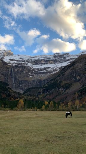 A vertical shot of a black and white horse grazing in a field on snowy mountain background