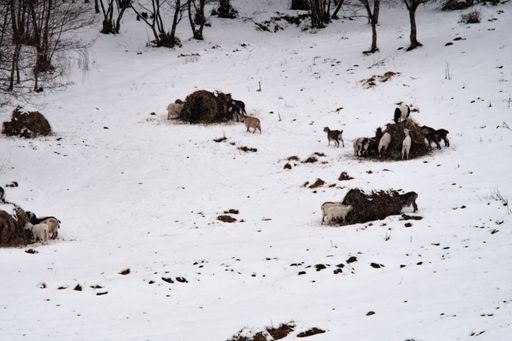A cow farm scenery in Apuseni Mountains, Romania during winter