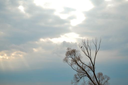 A low angle shot of a sparrow sitting on the branch of a dry tree under the cloudy sky