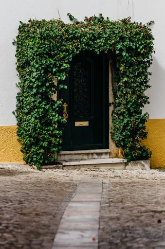 A vertical shot of a door decorated with crawling plants under the sunlight in Cascais, Portugal