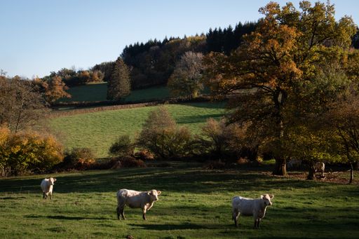 Field with white cows in an autumn atmosphere. 
Champ avec vaches charolaises, ambiance automnale.
Morvan, Burgundy, France.