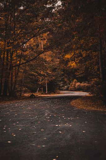 A vertical shot of the zigzag road surrounded by autumn trees