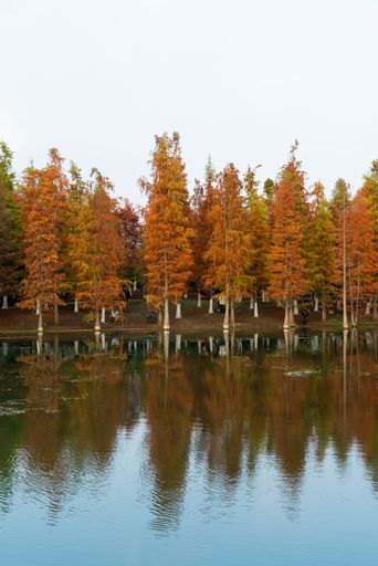 A vertical shot of a lake reflecting the trees on the shore with a blue sky in the background