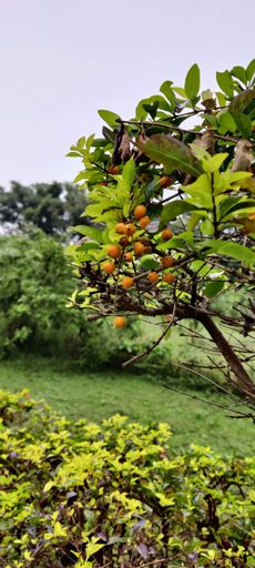 A vertical shot of pigeon berry (Duranta erecta) growing on a green branch of a tree in a park