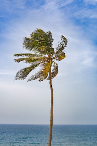 A vertical shot of a palm tree swaying in the wind
