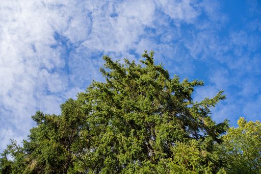 A low angle shot of a thick green tree under the beautiful cloudy sky