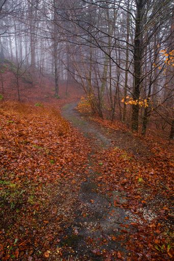 A vertical shot of a small path in the forest covered with fallen red leaves in autumn