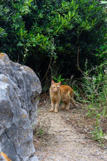 A vertical shot of a cute ginger cat outdoors