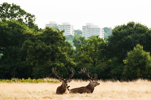The two deer with beautiful horns sitting in the valley near the city