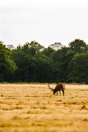 A vertical shot of a beautiful deer eating the dry grass in a valley near the city
