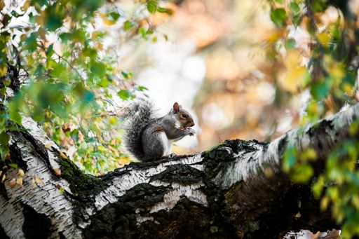 A closeup shot of a cute squirrel sitting on the mossy tree trunk with blurred background