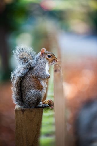 A vertical closeup shot of a cute squirrel sitting on a piece of wood with blurred background