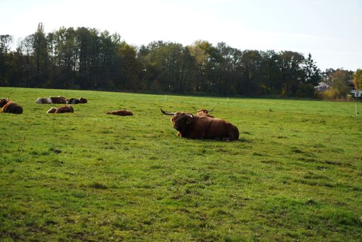 A closeup of highland cows laying in the middle of the field on a sunny day