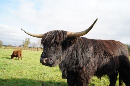 A closeup of a black highland cow standing in the middle of the filed on a sunny day