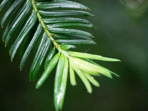 A closeup selective focus shot of a green plant growing in the middle of a forest