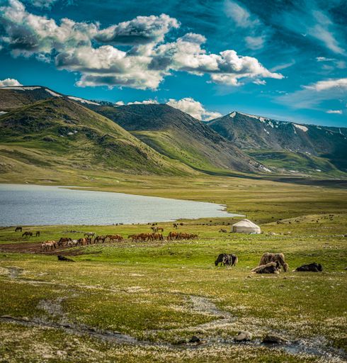 Summer lifestyle of Mongolia. In the Altai mountains, nomads living with their animals, who have been keeping their culture for thousand of the year