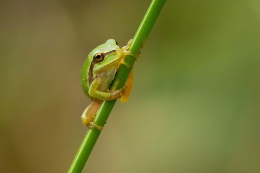 A closeup of a tiny European tree frog on a branch under the sunlight with a blurry background