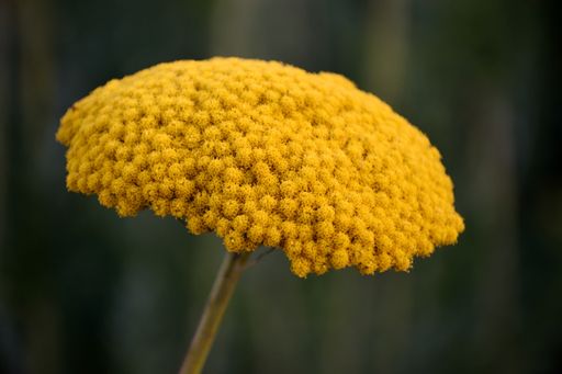 A closeup shot of a yellow tanacetum  plant