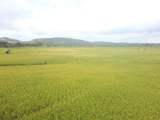 A landscape of a farm field covered in greenery and fog under a cloudy sky in the countryside