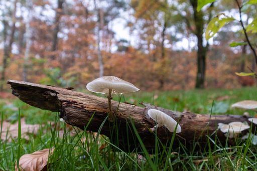The white mushrooms on a dead tree trunk in a park