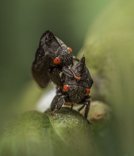 Membraciade is a complex of multiple species found mostly in Eastern North America. They are commonly referred to as treehoppers.