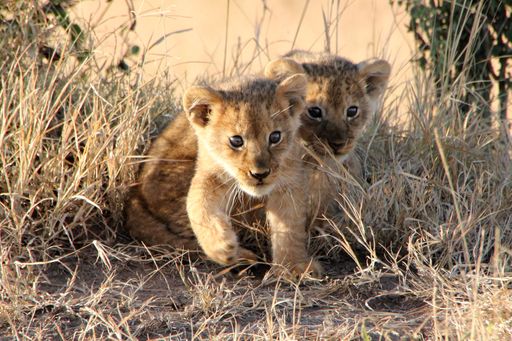 A closeup shot of two baby lions in the field