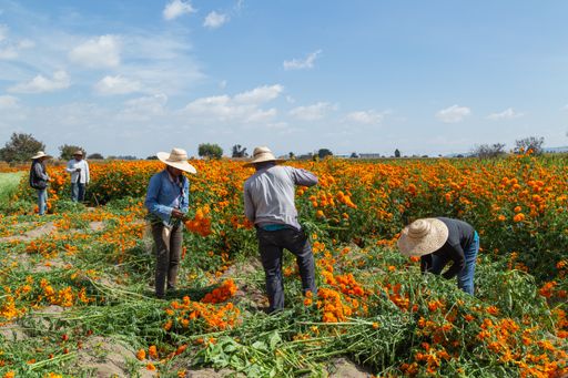 A group of farmers collecting orange marigold flowers from a field on a sunny day