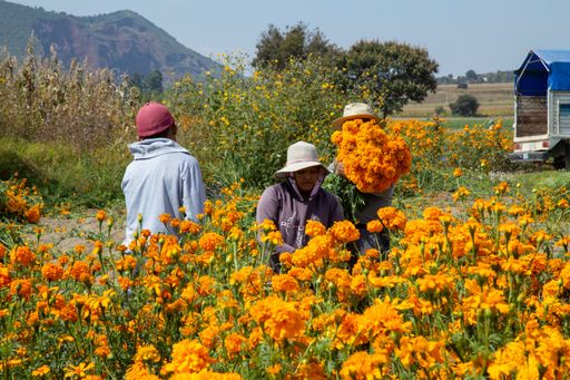 A group of farmers collecting orange marigold flowers from a field on a sunny day