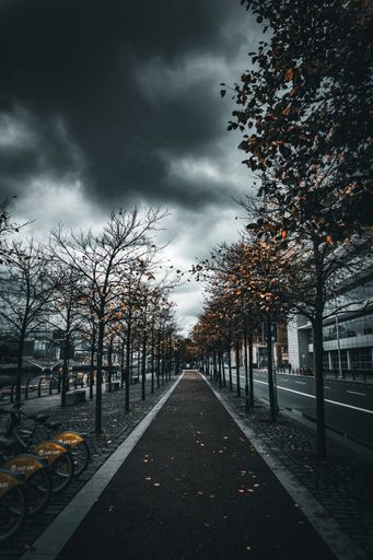 The vertical shot of a city road surrounded by dry trees on a cloudy autumn day