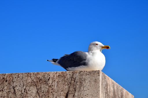 A low angle shot of a seagull perched on a platform under the sunlight and a blue sky