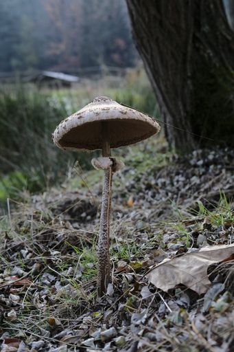 A closeup shot of a mushroom in a forest with dry leaves fallen on the ground