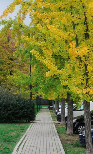 A vertical shot of a pathway in the park