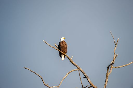 A low angle shot of a majestic bald eagle perched on a dead tree limb