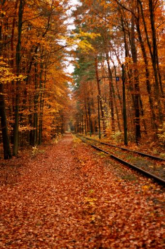 A shot taken vertically of a train track covered with red and yellow fall leaves in Berlin, Germany