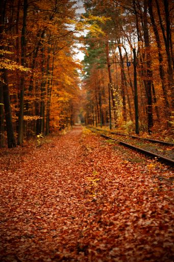 A gorgeous view of a beautiful forest in the autumn with fallen orange leaves around a railroad