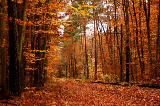 A scenic shot of a colorful autumn forest with a diversity of orange shades everywhere
