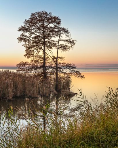 A picturesque scene of a solitary tree in Lake Mattamuskeet at sunset