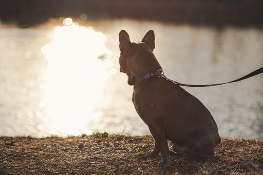 A cute French bulldog sitting in the park at a shore of a lake at soft sunset