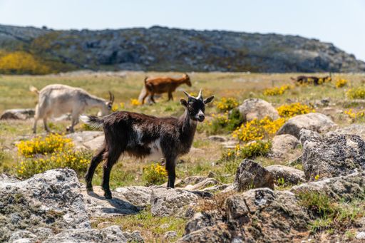 A herd of goats grazing on the pasture