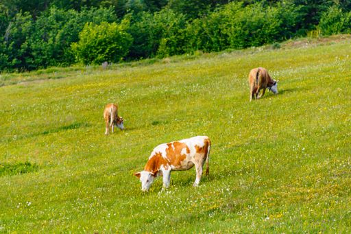 A mesmerizing shot of cows grazing on a pasture in a rural area, with hills in the background
